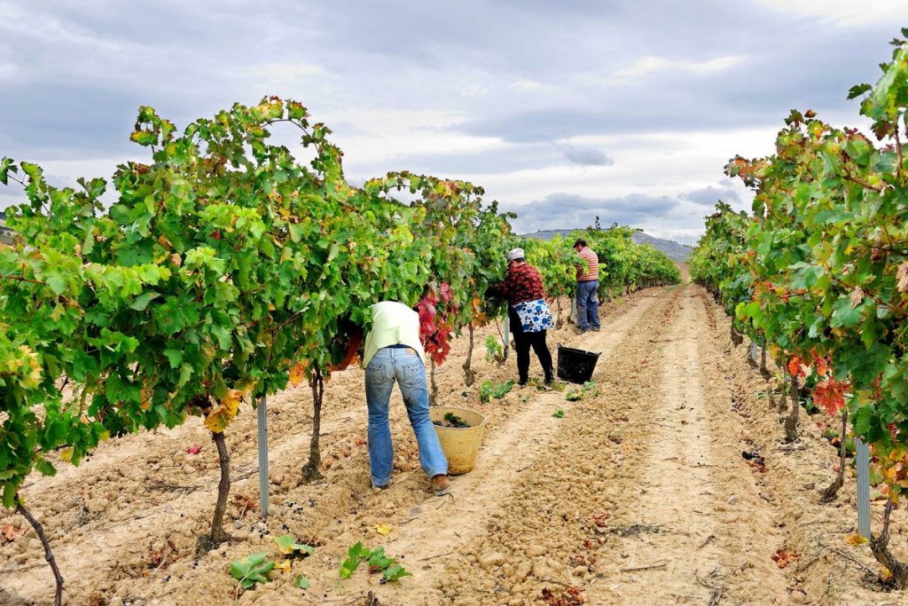 vendimia_cuadrilla_viñas