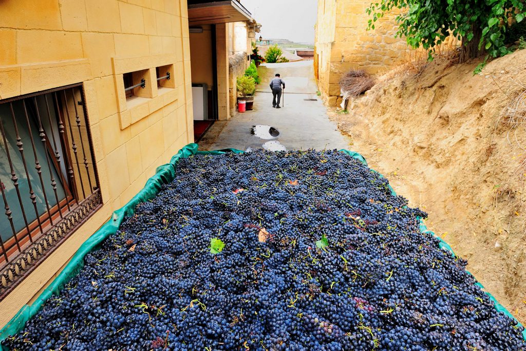 racimos_cosecha_bodega