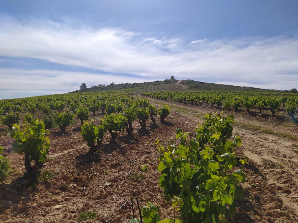 Trabajos de espergura en nuestra viña